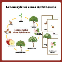 Lebenszyklus eines Apfelbaums - Poster und Karten fur Kinder