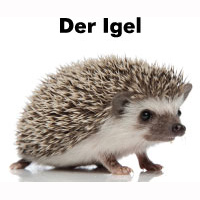 Igel - Steckbrief fur Kinder